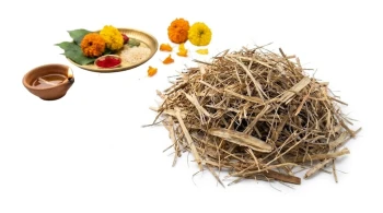Original Kush (Darbha) for Rituals &amp; Festivals (20g)