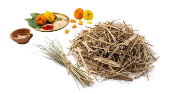 Original Kush Grass (Darbha Grass) for Rituals &amp; Festivals (20g)